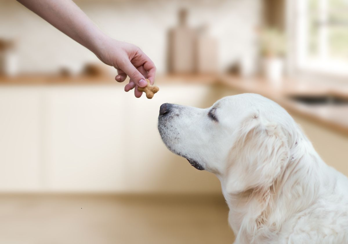 chien golden s'apprêtant à manger sa friandise