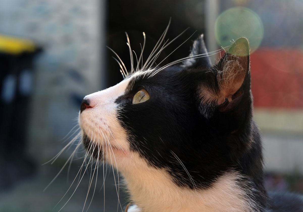 chat noir et blanc regardant à gauche