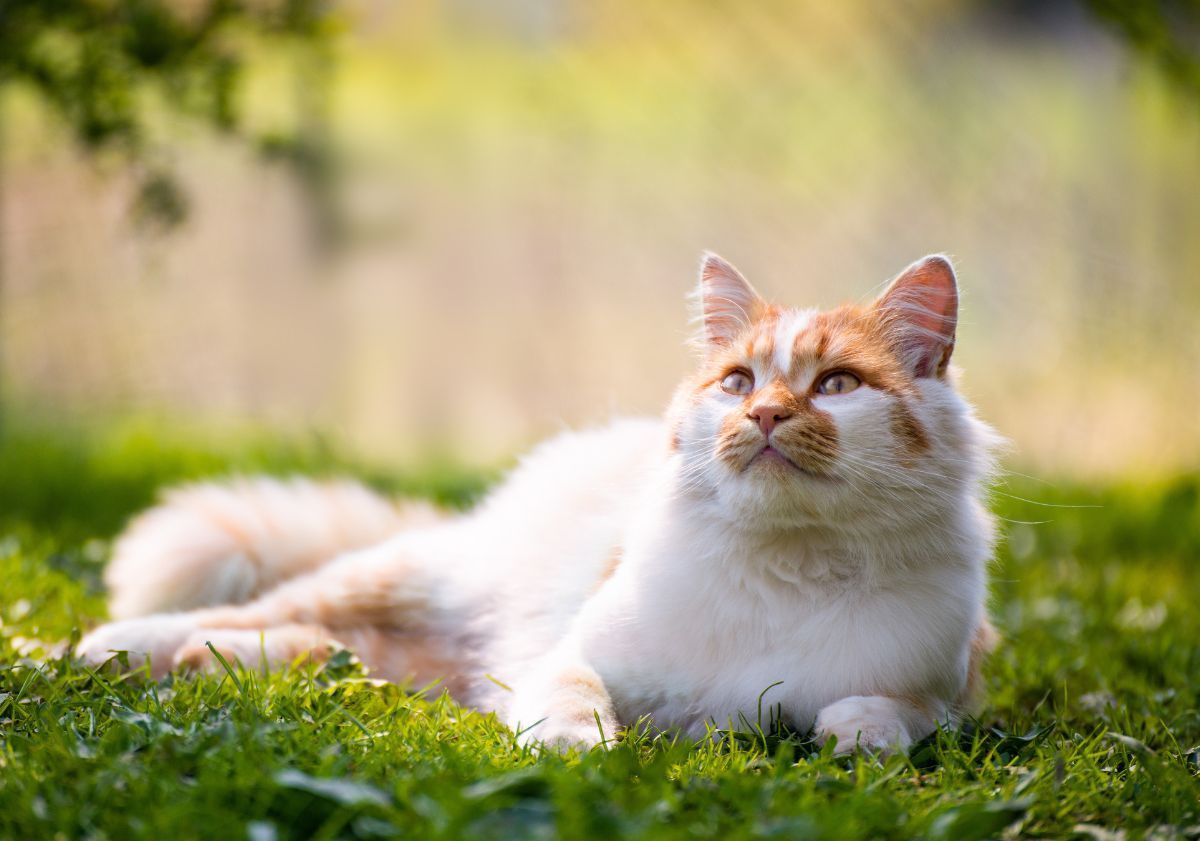 chat roux et blanc allongé dans l'herbe