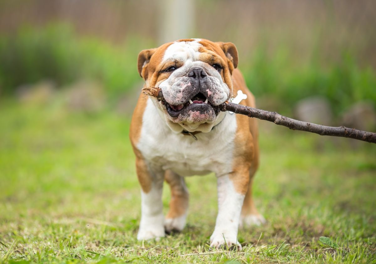 bulldog anglais tenant un baton dans la forêt