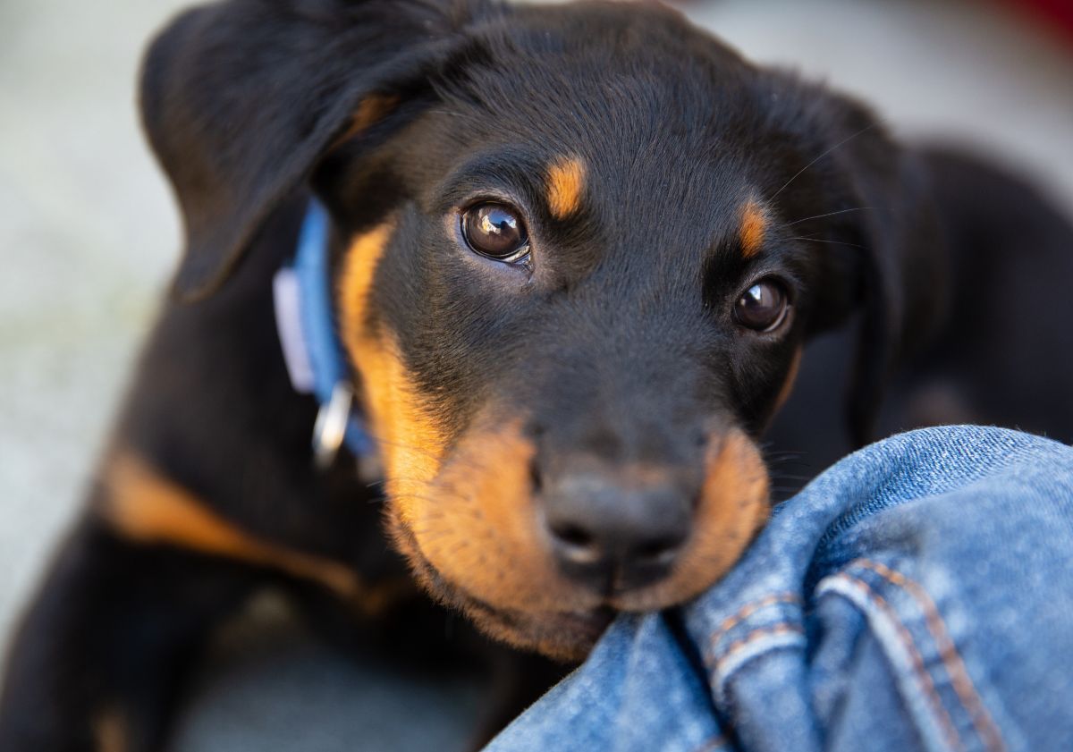 chiot doberman