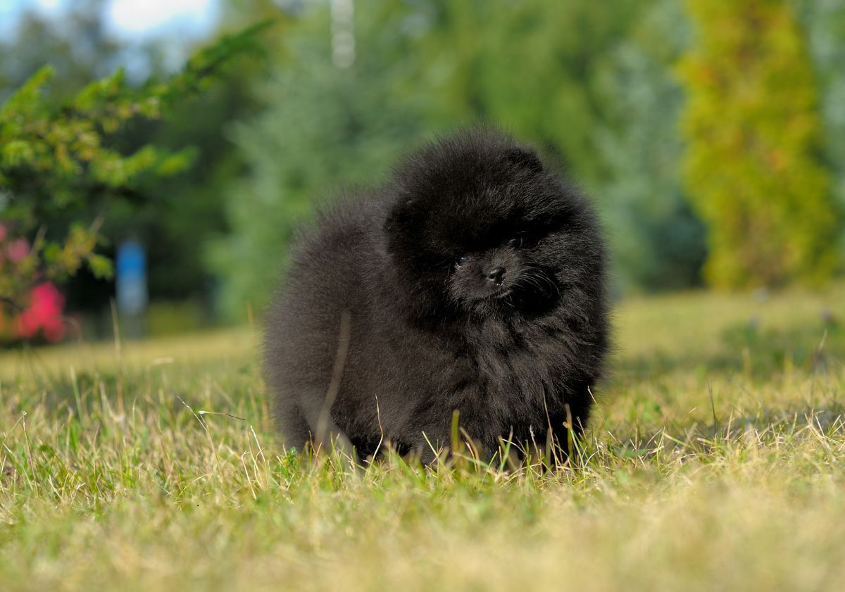 chiot spitz noir dans l'herbe dans un jardin