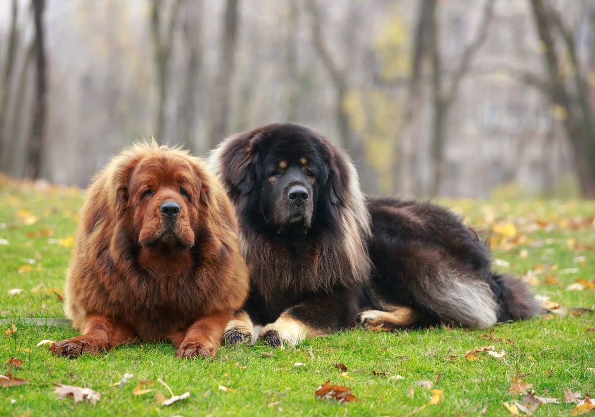 dogue du tibet marron et dogue du tibet noir et beige allongés à côté dans l'herbe