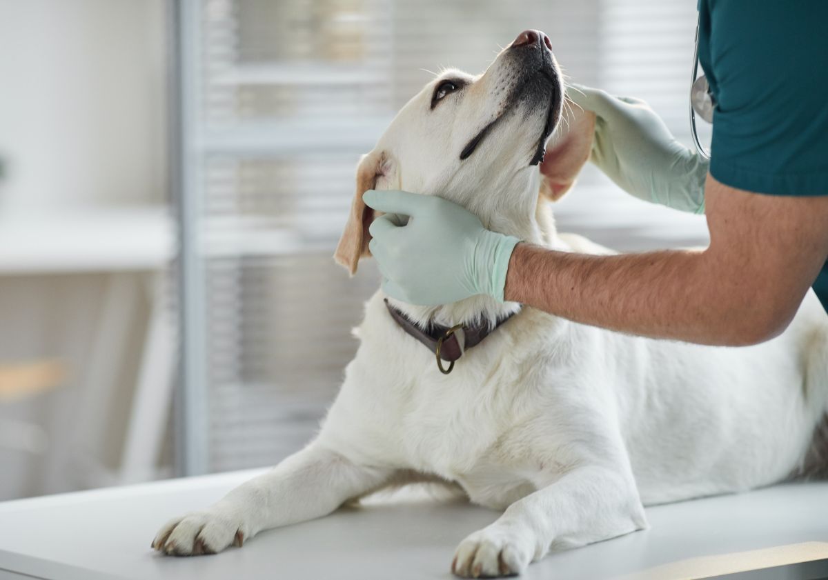chien avec le vétérinaire