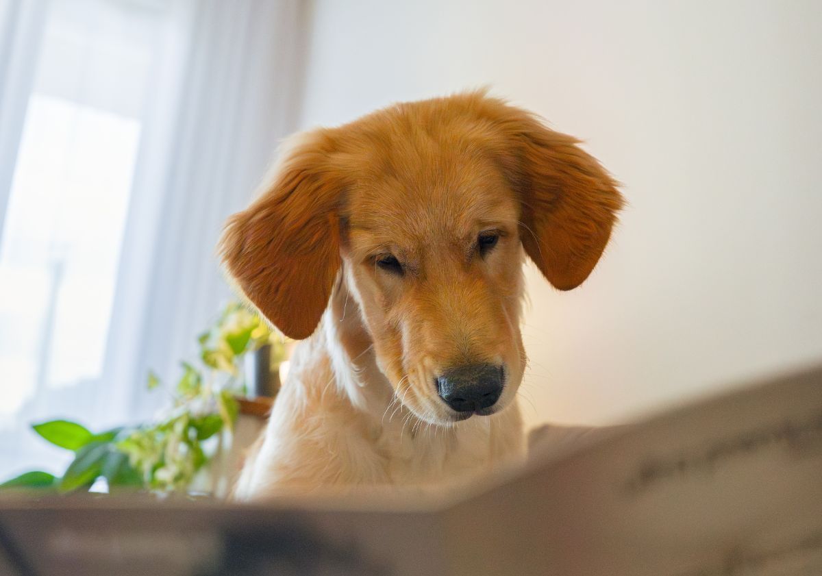 chiot golden retriever chez lui