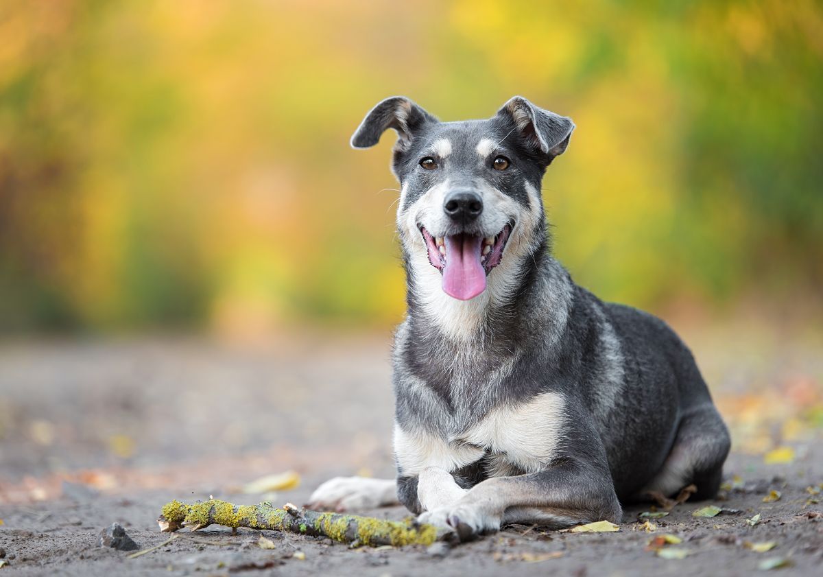 chien gris et blanc allongé sur la route devant une forêt 