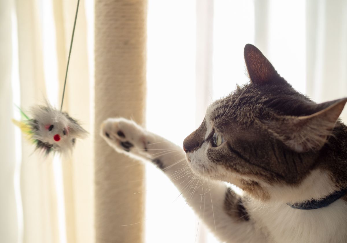 chat blanc et tigré jouant avec un arbre à chat