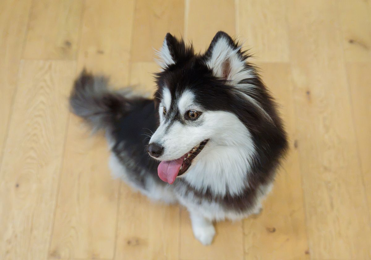 pomsky noir et blanc sur du parquet