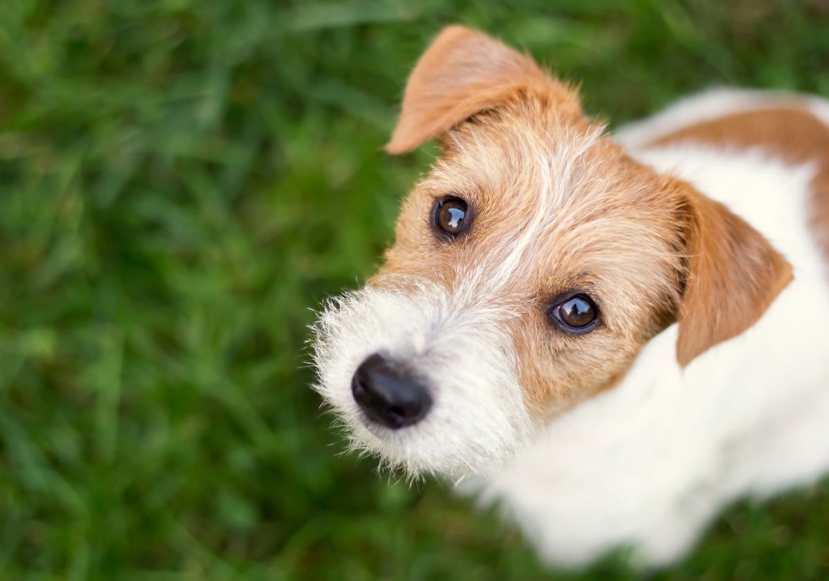 chien roux et blanc sur l'herbe