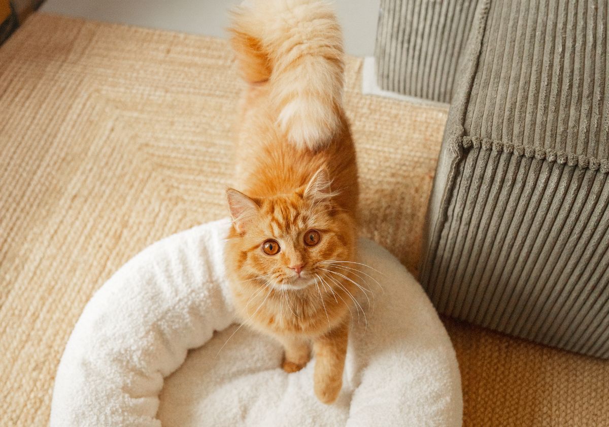 chat roux dans son panier