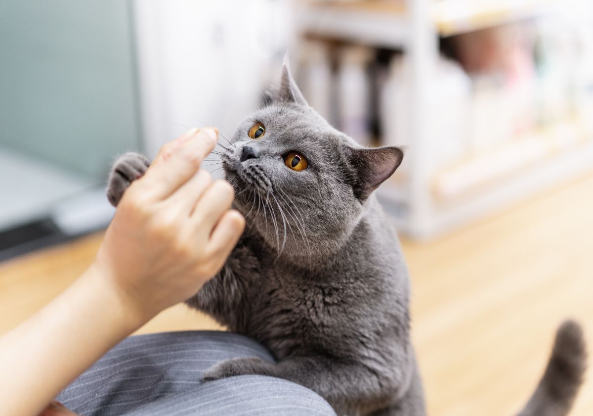 chat gris attendant sa croquette