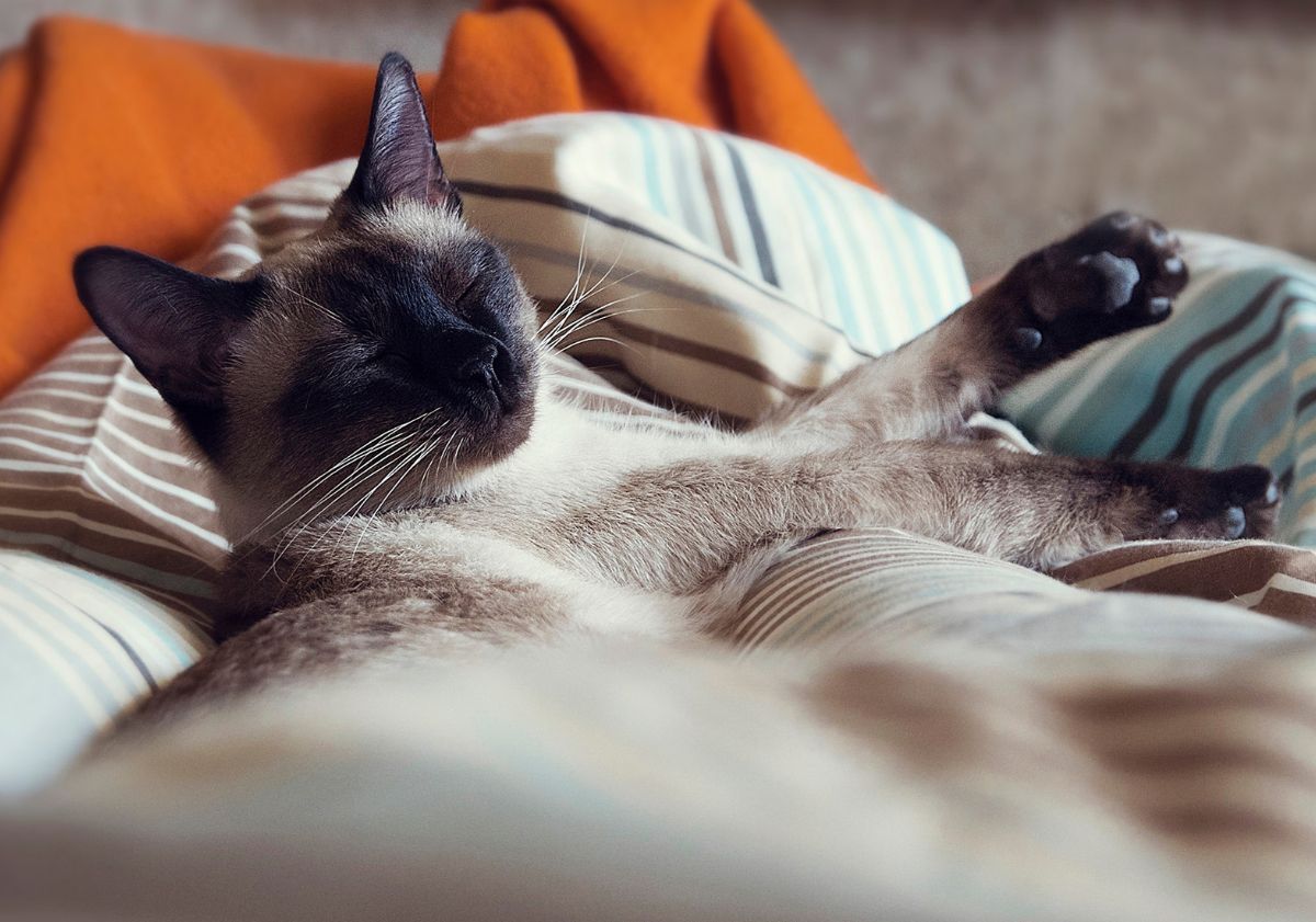 chat dormant sur des coussins