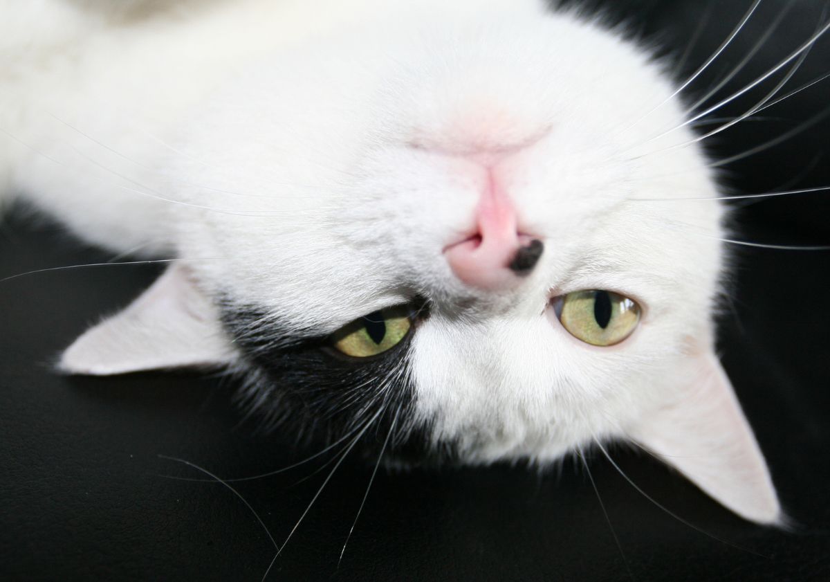 chat noir et blanc allongé sur le dos