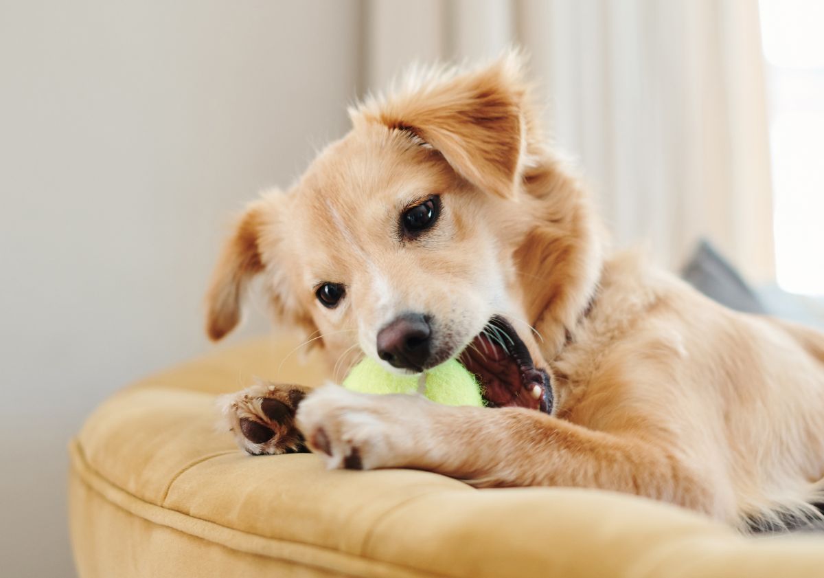golden retriever et sa belle de tennis