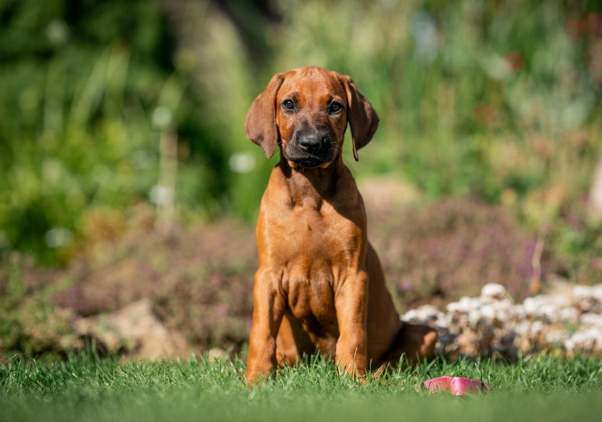 Chiot Rhodesian Ridgeback assis dans l'herbe