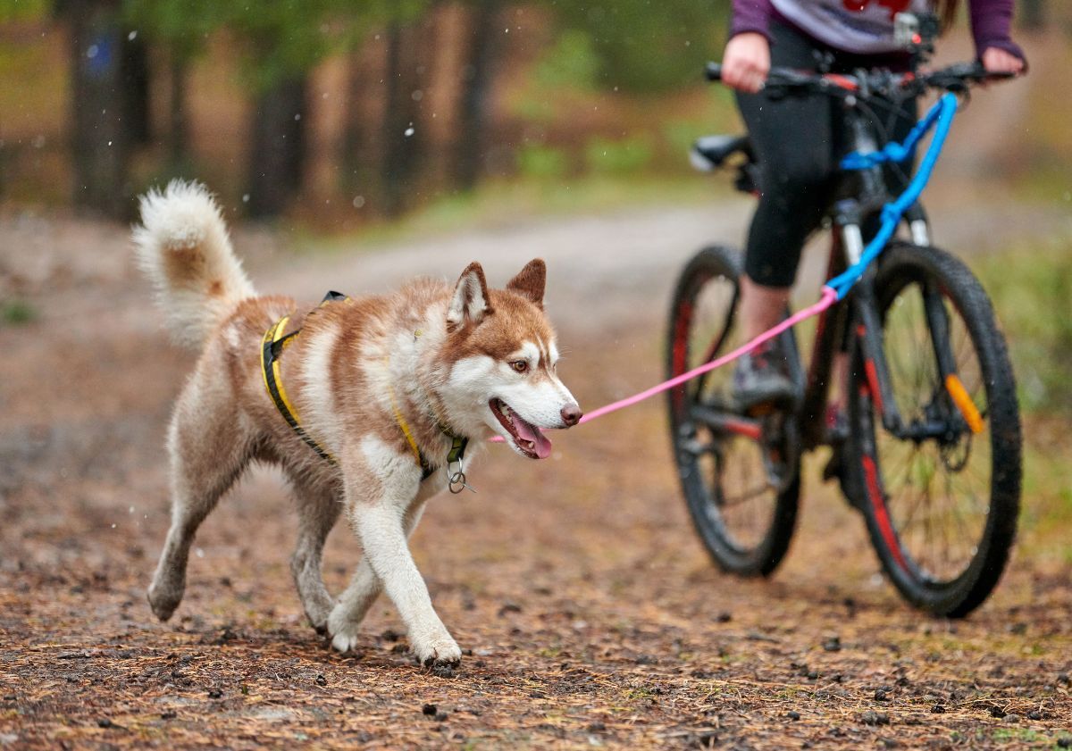 husky faisant du cani-vtt avec son maître en forêt