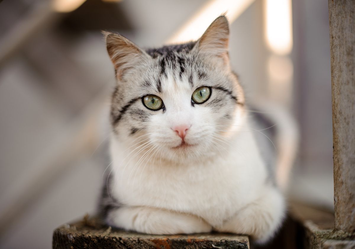 chat européen allongé