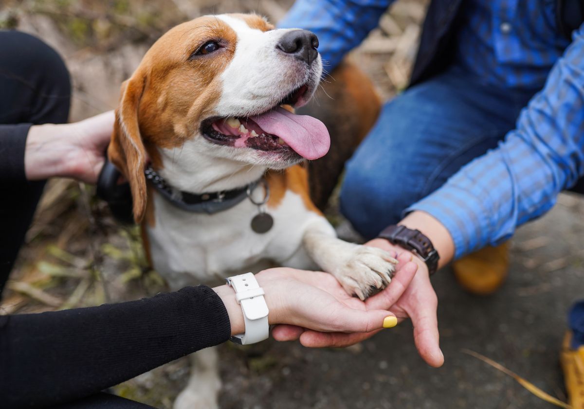 chien en balade qui donne la patte à ses maîtres