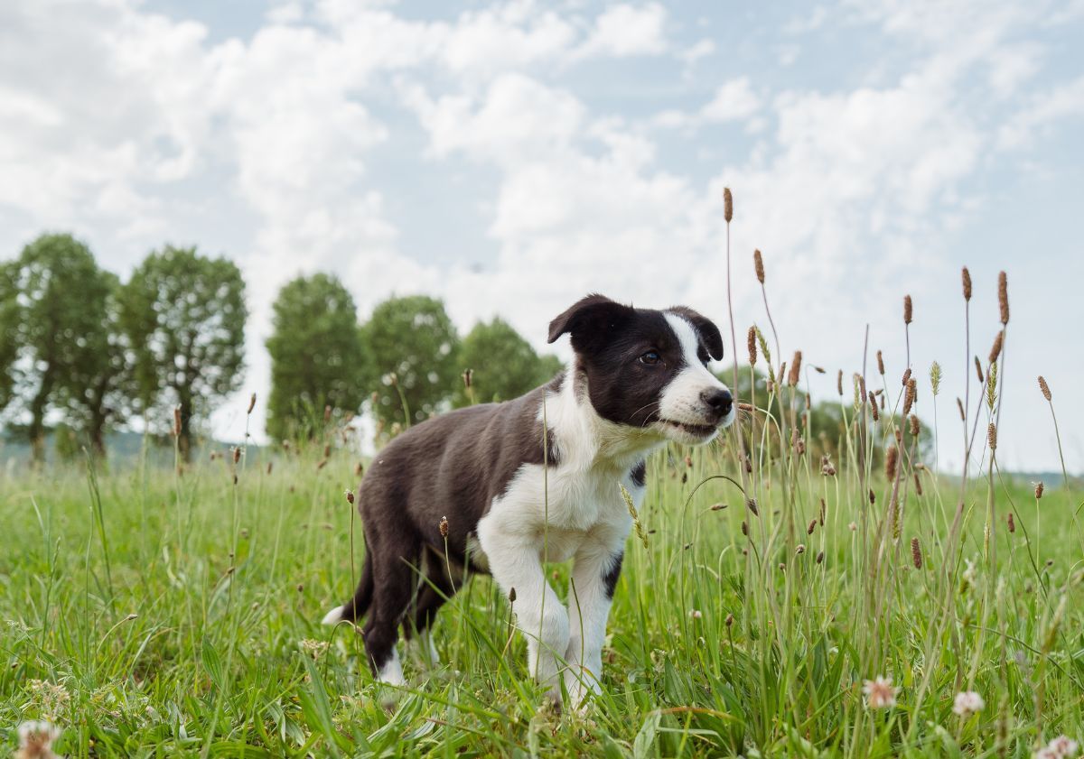 chiot border collie dans un champ