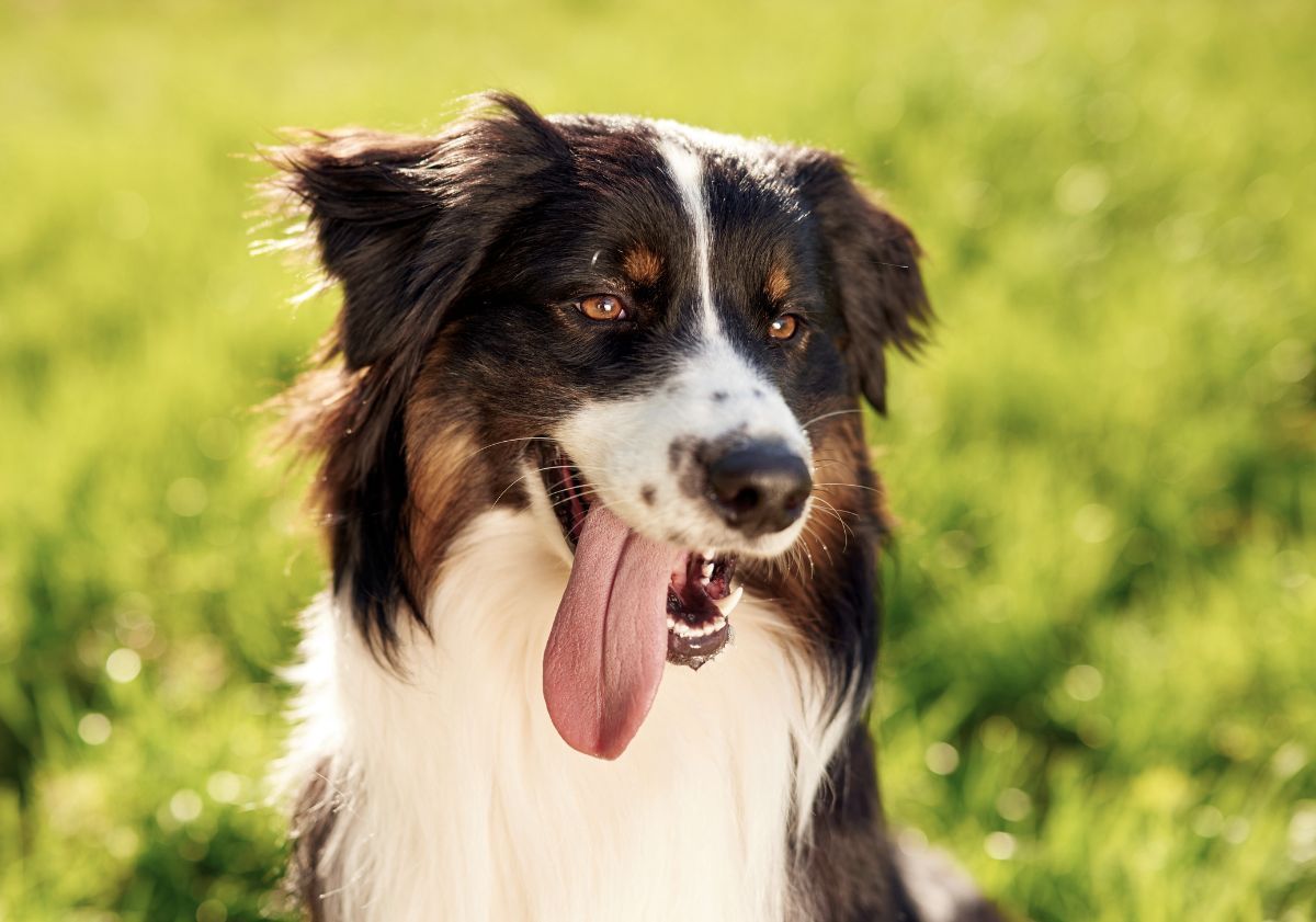 chien en été assis dans l'herbe