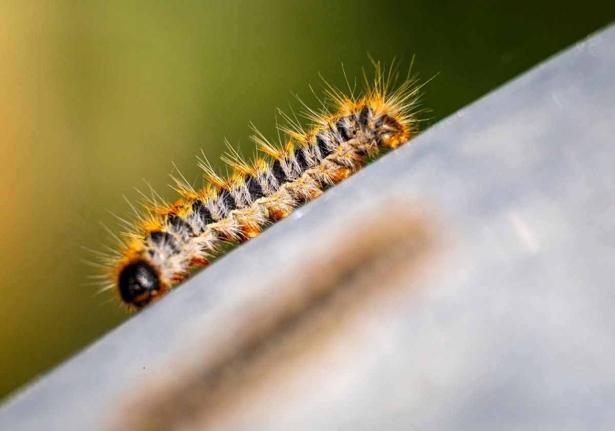 chenille processionnaire en gros plan