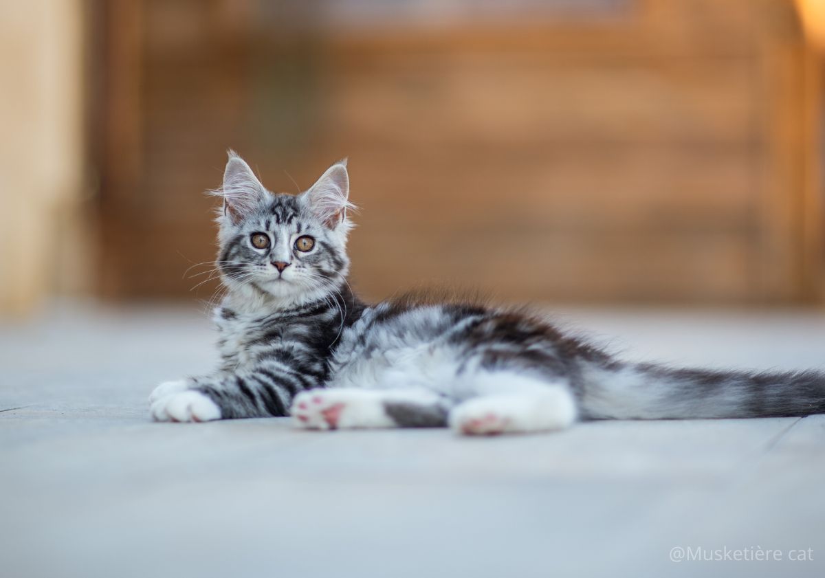 chaton maine coon gris et blanc
