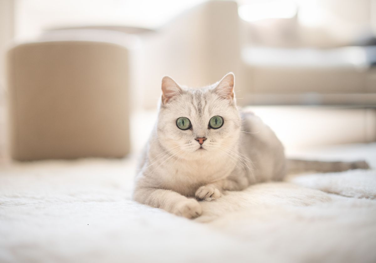 chat blanc aux yeux verts