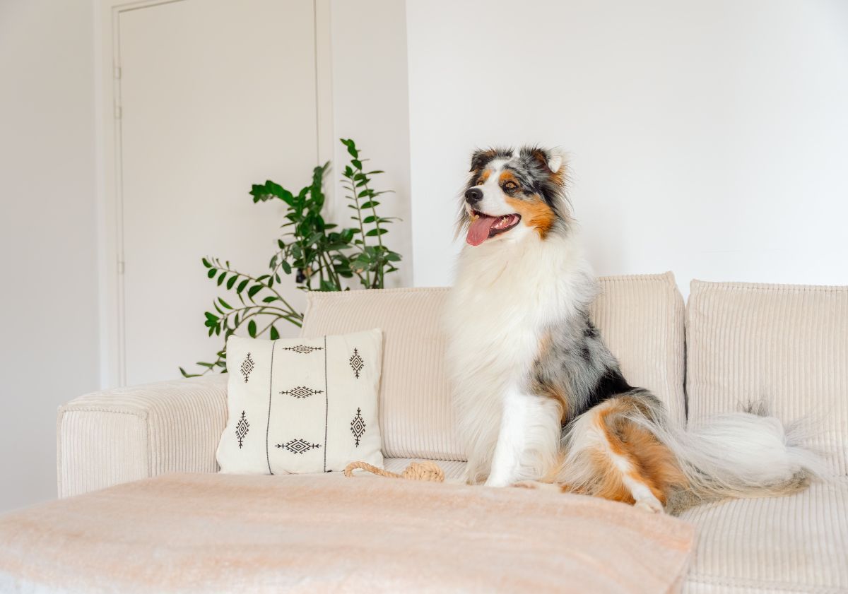 chien assis sur son canapé berger australien