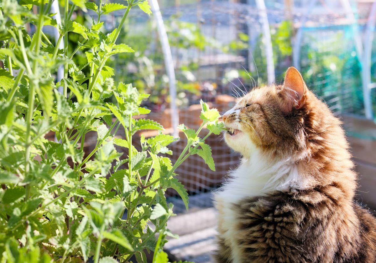 chat européen mangeant de l'herbe à côté d'une serre