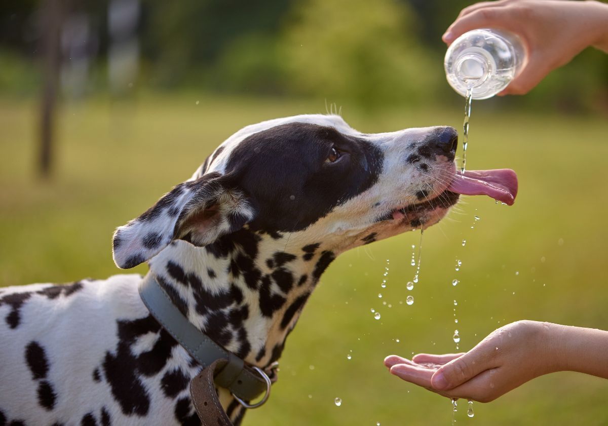 dalmatien buvant de l'eau à la bouteille