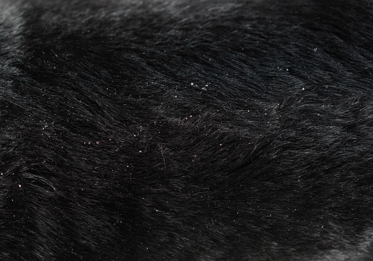 pelage chat noir avec des pellicules