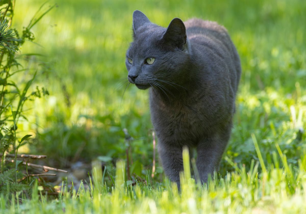 bleu russe dans l'herbe à l'extérieur