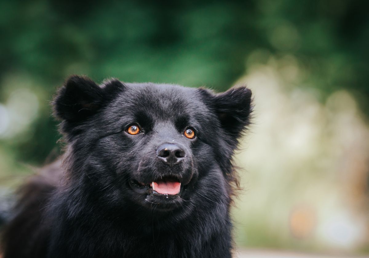 chien noir aux yeux ambre
