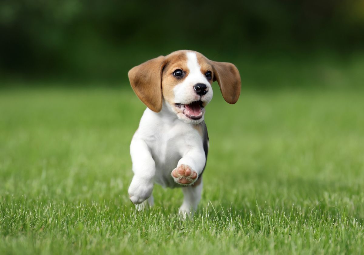 beagle chiot courant dans l'herbe