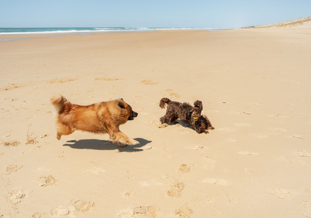 deux chiens jouant sur le sable à la plage