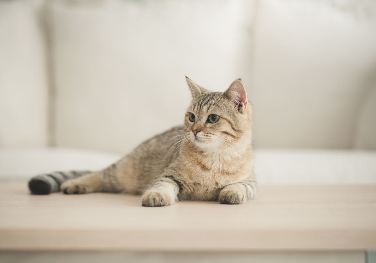 chat allongé sur une table basse devant un canapé