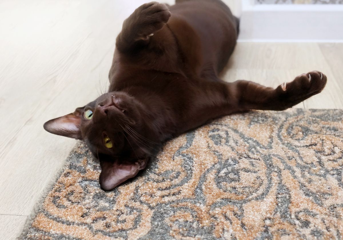 chat havana brown se roulant sur le sol