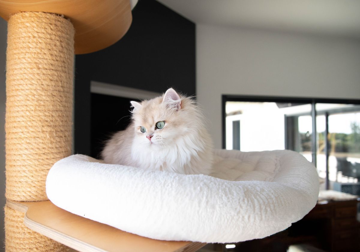 British Longhair sur une son arbre à chat
