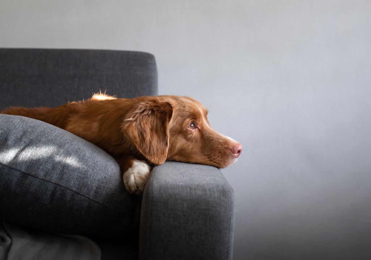 chien allongé sur un canapé