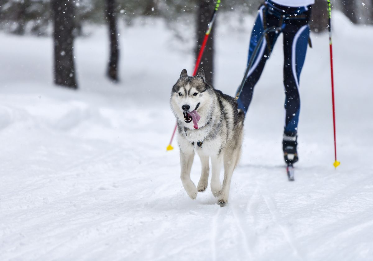 skijöring avec un husky