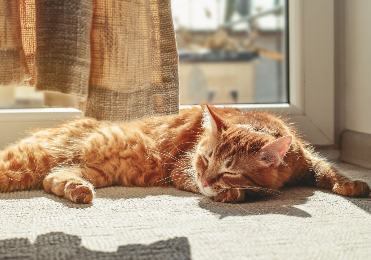 chat roux tabby dormant au soleil devant la fenêtre