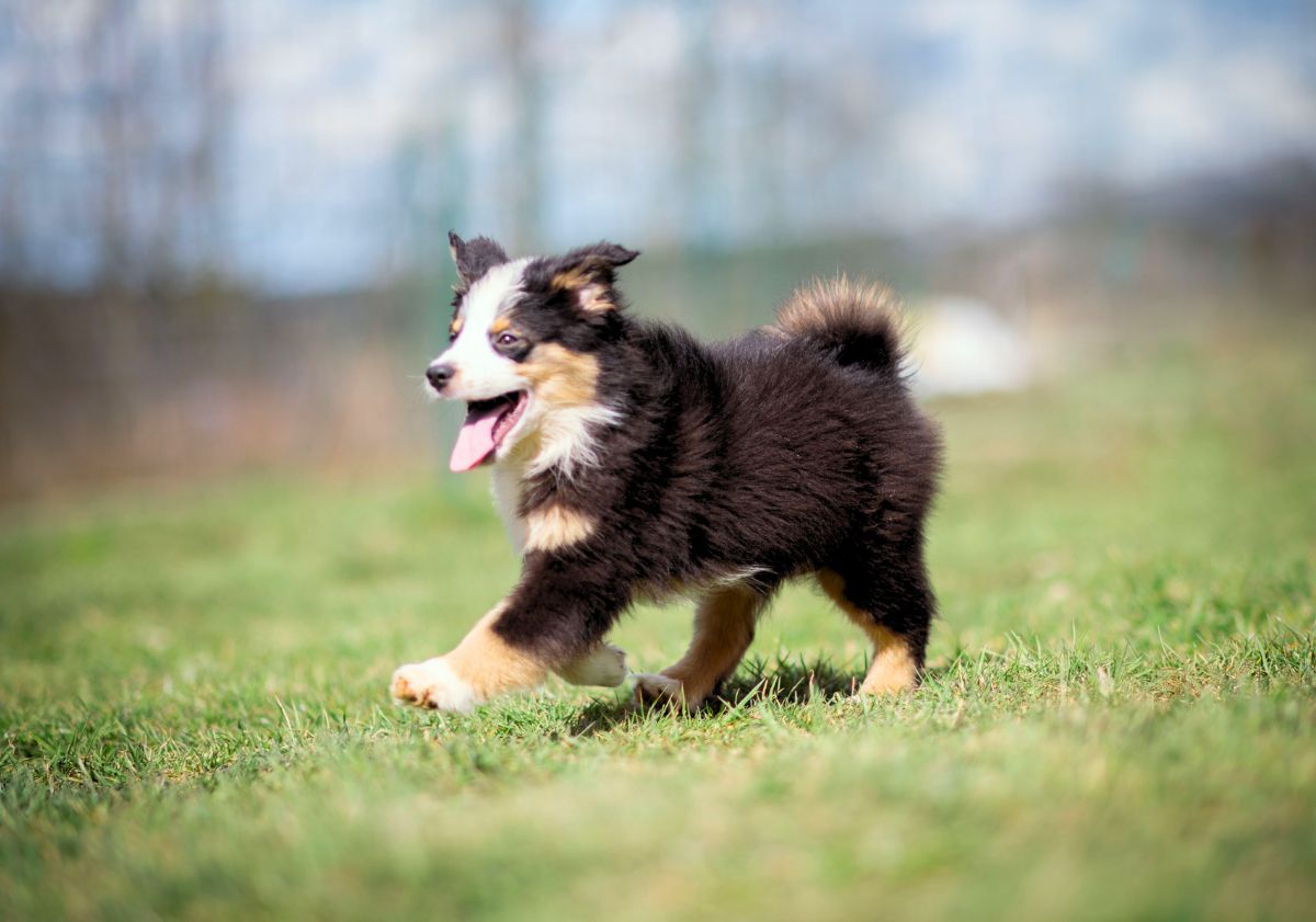 chiot marchant dans l'herbe