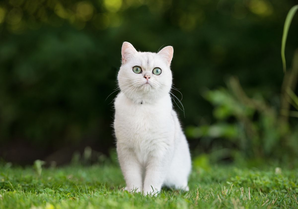 chat blanc assis dans l'herbe