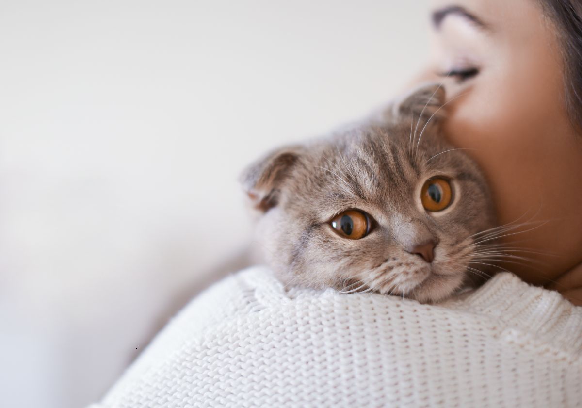 chat gris aux yeux ambrés dans les bras de sa maîtresse