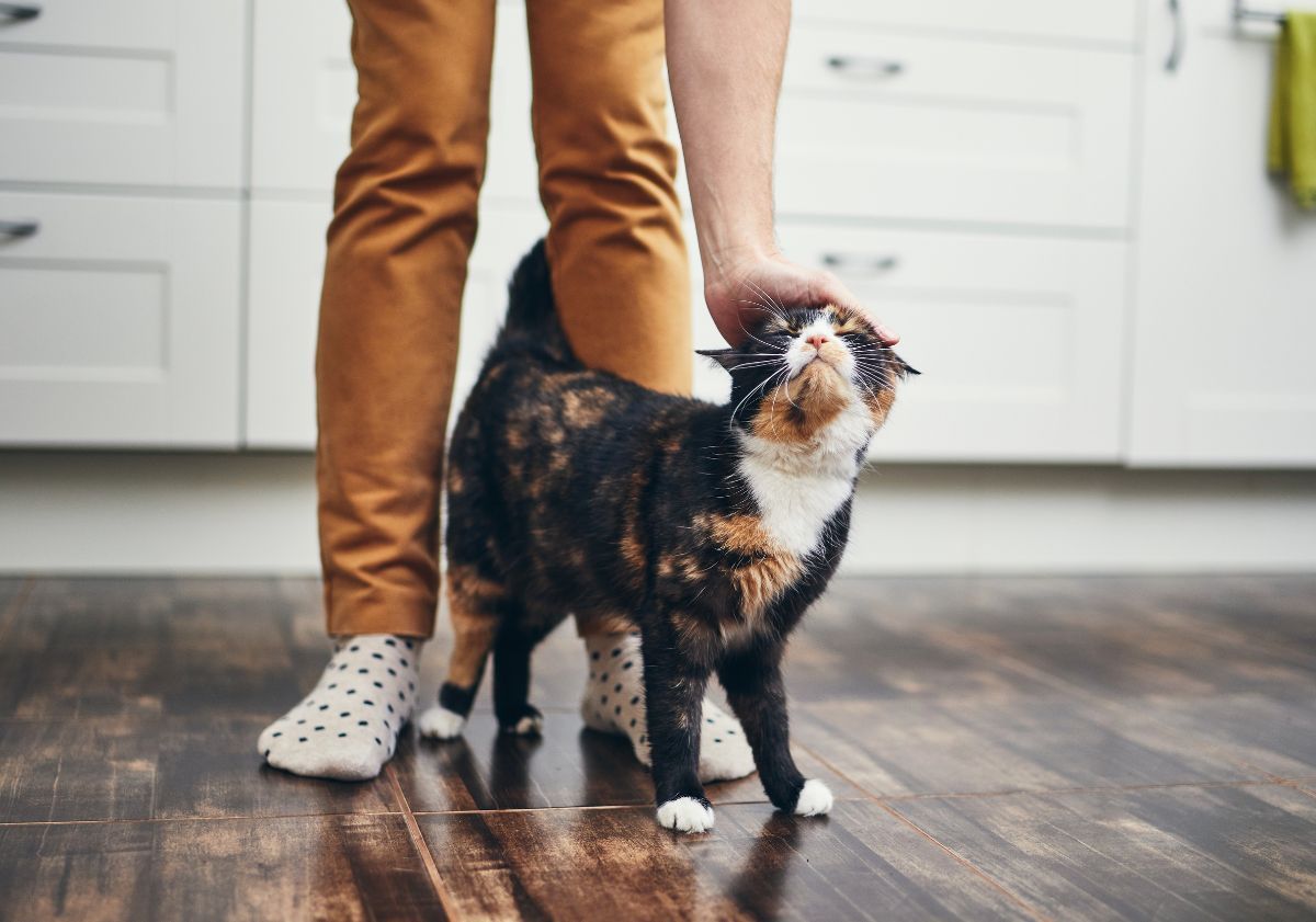 chat tricolore se faisant carresser