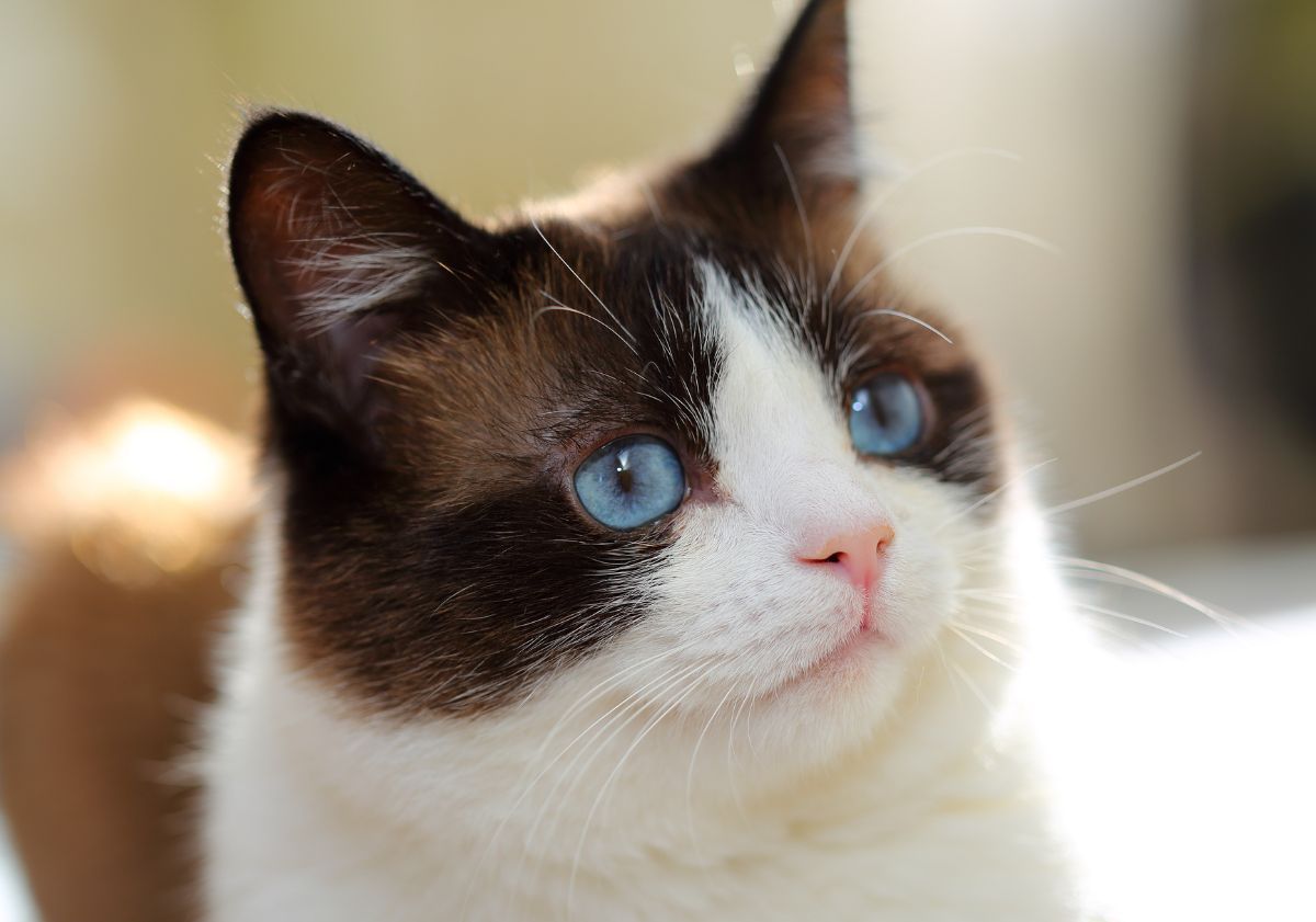 chaton snowshoe