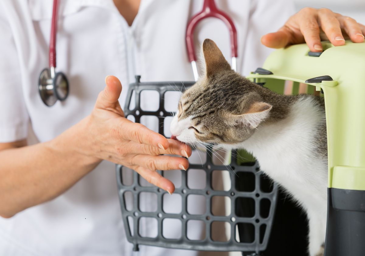 chat chez le vétérinaire dans sa caisse de transport