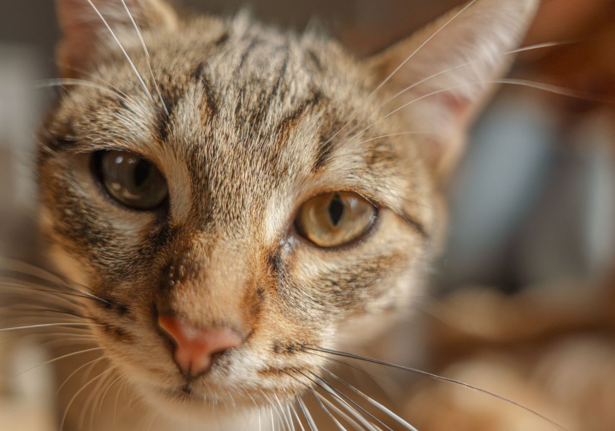 chat de près regardant l'appareil