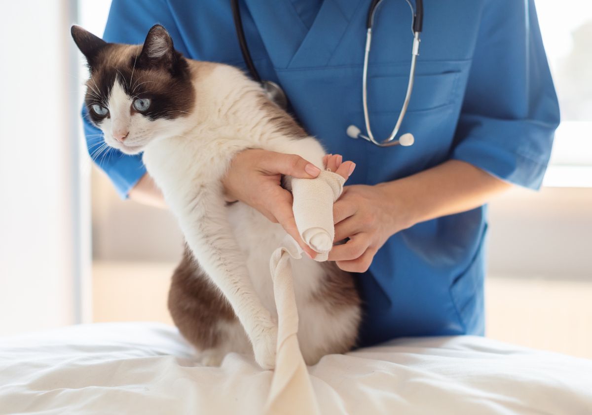 chat chez le vétérinaire après une brûlure
