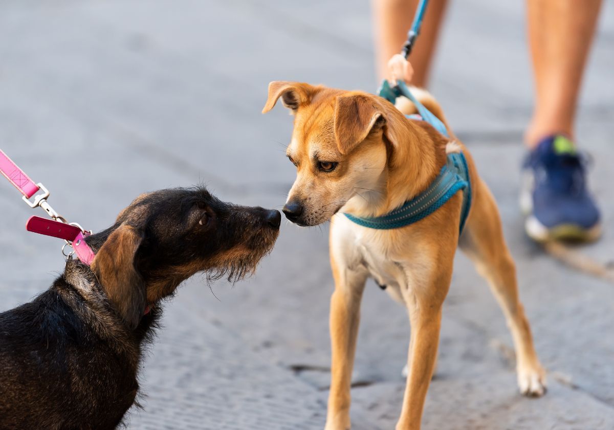 deux chiens se rencontrant dans la rue